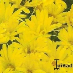 IJsbloem, Middagbloem