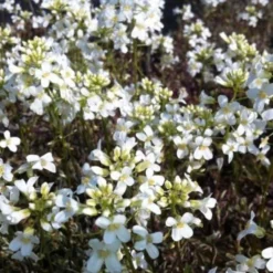 Rijstebrij, Scheefkelk, Rijstebrijplant