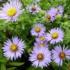 Aster