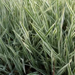 Witbol, Siergras , Gestreepte Witbol