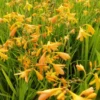 Montbretia