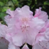 Rododendron