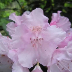 Rododendron