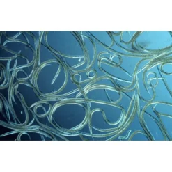 Aquanemix 1.25 V - Doseersproeier Voor Aaltjes -Exporteren Plant Pracht Winkel auquanemix 125 v doseersproeier 1497858309 1 600