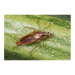 Kakkerlakkenval XL + Lokstof - Set Van 4 Stuks -Exporteren Plant Pracht Winkel kakkerlakkenval xl lokstof 1499689639 3 600