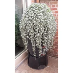 Regenton Antraciet - 360 Liter -Exporteren Plant Pracht Winkel regenton antraciet 360 liter 1566069314 1 600