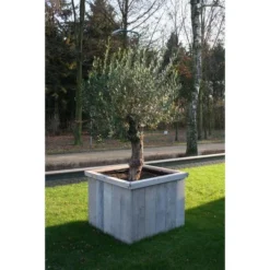 Thermobeschermhoes Jumbo Voor Planten - 240 × 200 Cm -Exporteren Plant Pracht Winkel thermovorsthoes 240 x 200cm 1484053216 3 600