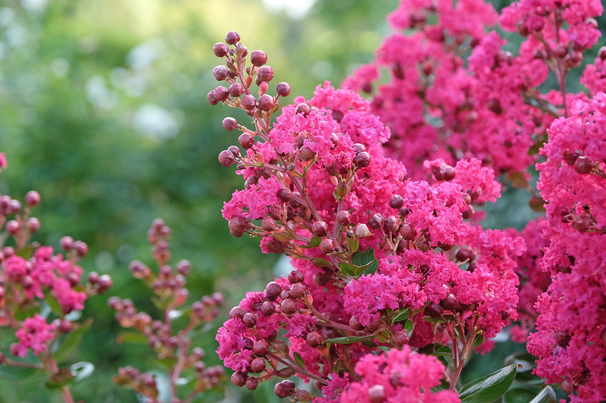 Exporteren Plant Pracht Winkel -Exporteren Plant Pracht Winkel 2048x1365 crepe myrtle SEO GettyImages 2175261861 437abae